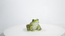 Load and play video in Gallery viewer, 87822-B - AMERICAN BULLFROG
