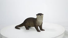 Load and play video in Gallery viewer, 87991-D - BROWN STANDING OTTER
