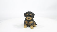 Load and play video in Gallery viewer, 87771-18 - BABY CAVAPOO BLACK &amp; TAN
