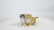 Load and play video in Gallery viewer, 87757-Z - KITTENS SITTING TOGETHER
