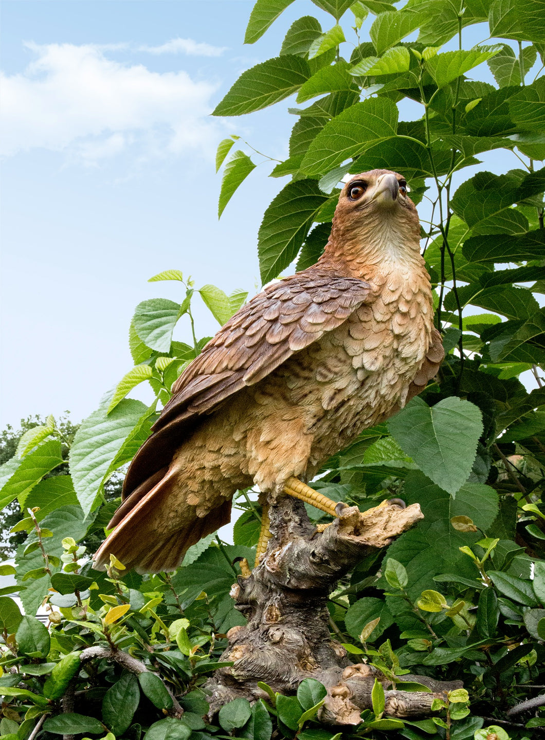 RED TAIL HAWK STANDING ON BRANCH