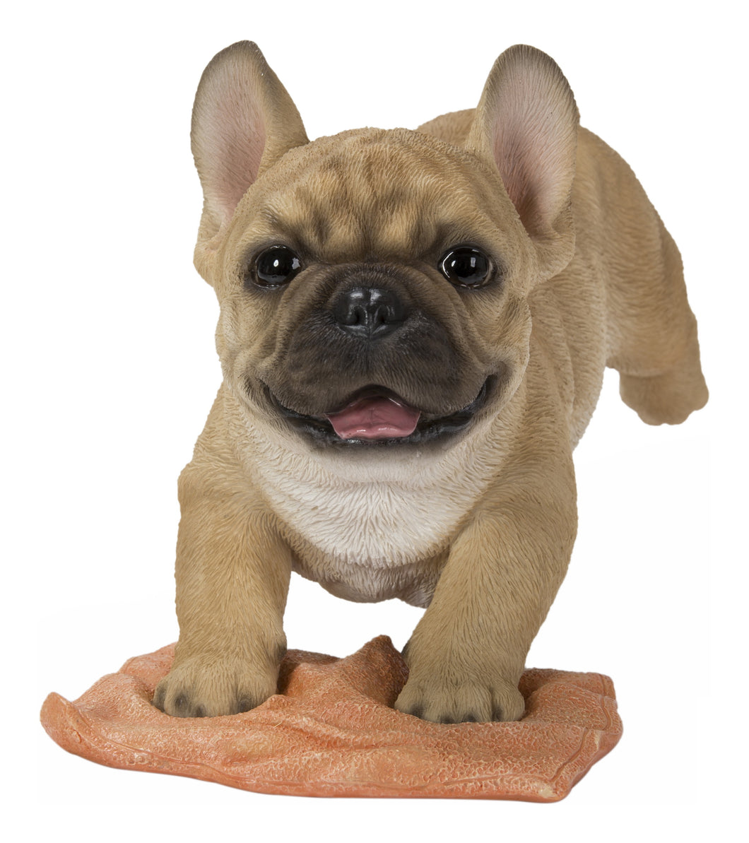 FRENCH BULLDOG MOPPING THE FLOOR