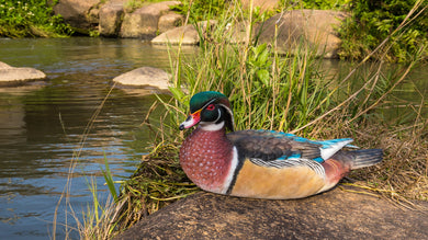 SITTING WOOD DUCK