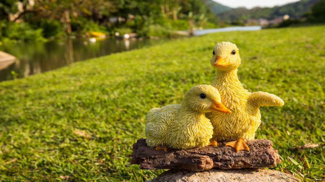 PLAYFUL DUCKLINGS