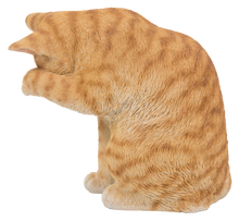 Load image into Gallery viewer, CAT-AMERICAN SHORTHAIR WASHING - ORANGE TABBY
