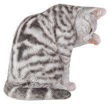 Load image into Gallery viewer, CAT-AMERICAN SHORTHAIR WASHING - GREY TABBY
