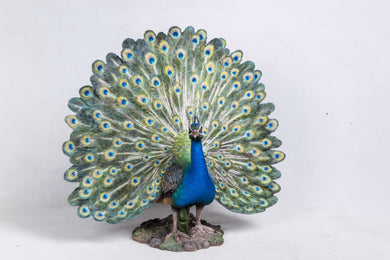 PEACOCK W/FEATHERS OUT