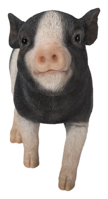 BABY PIG STANDING - BLACK AND WHITE