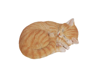 CAT SLEEPING LYING DOWN - ORANGE TABBY