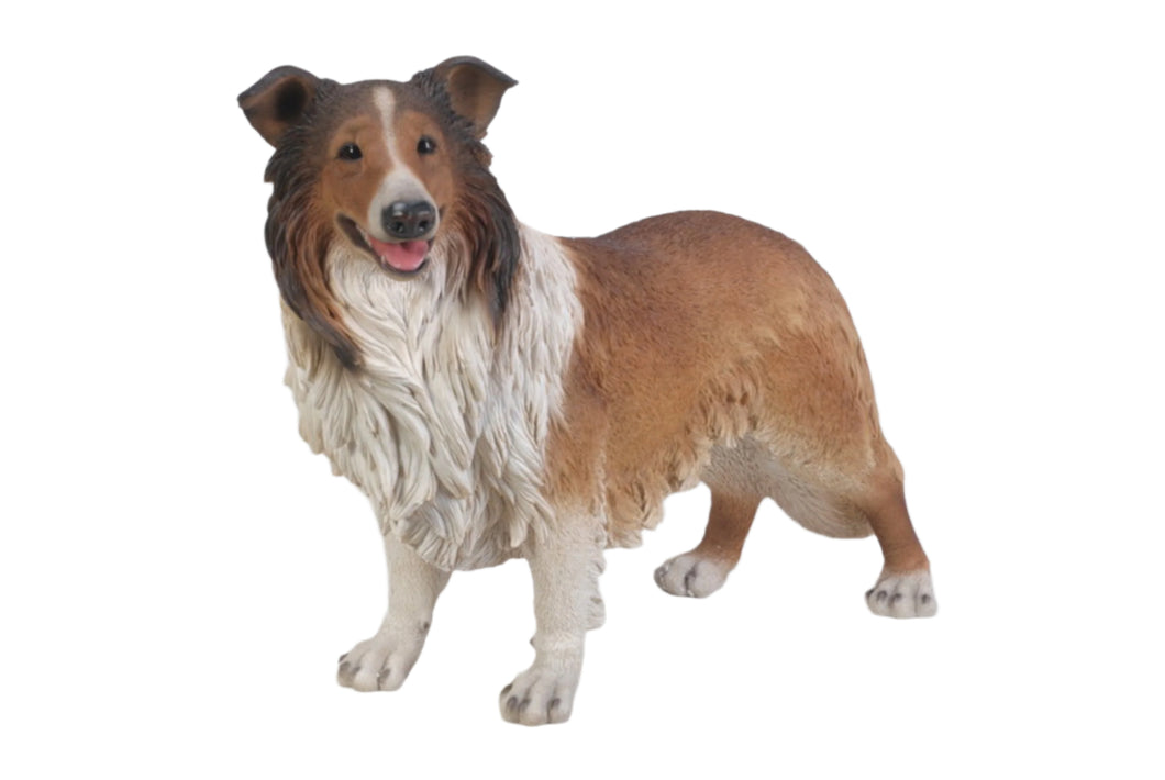 DOG-COLLIE