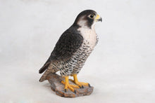 Load image into Gallery viewer, PEREGRINE FALCON
