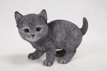 Load image into Gallery viewer, CAT-RUSSIAN BLUE KITTEN
