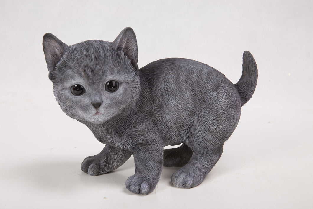 CAT-RUSSIAN BLUE KITTEN