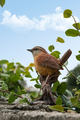 CAROLINA WREN ON STUMP