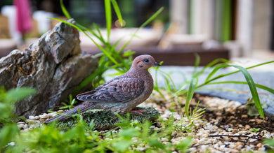 MOURNING DOVE ON GRASS