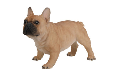 DOG-FRENCH BULLDOG-LARGE