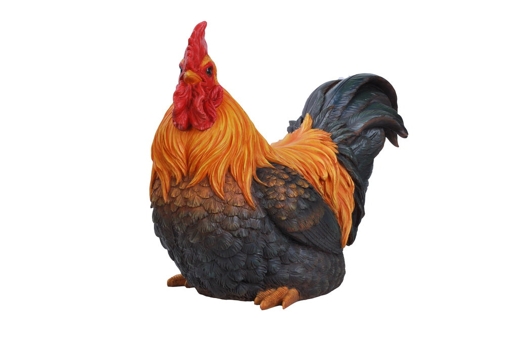 ROOSTER SQUATTING