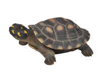 Load image into Gallery viewer, TURTLE-LARGE SPOTTED TURTLE
