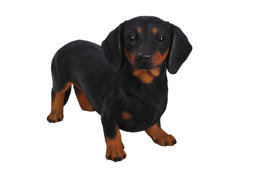 DOG-DACHSHUND STANDING