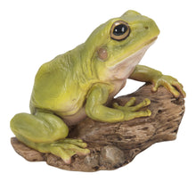 Load image into Gallery viewer, WHITE&#39;S TREE FROG
