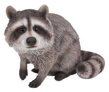 Load image into Gallery viewer, RACCOON SITTING
